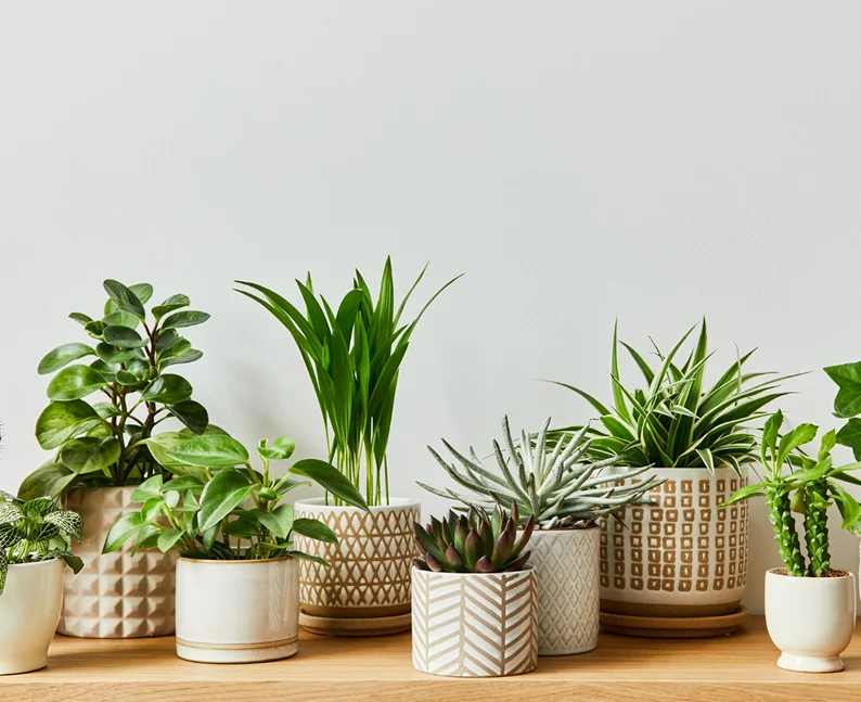 Plantes d’interior i exterior